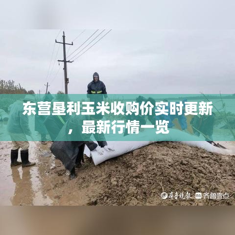 东营垦利玉米收购价实时更新，最新行情一览