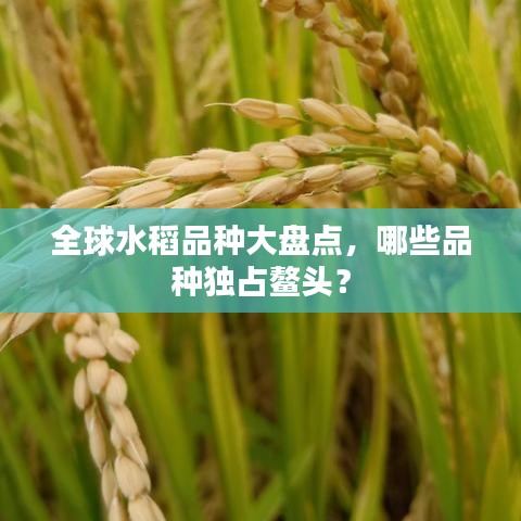 全球水稻品种大盘点，哪些品种独占鳌头？