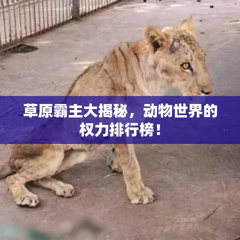 草原霸主大揭秘，动物世界的权力排行榜！