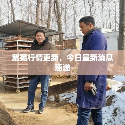 紫苑行情更新，今日最新消息速递