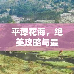 平潭花海，绝美攻略与最新图片一网打尽