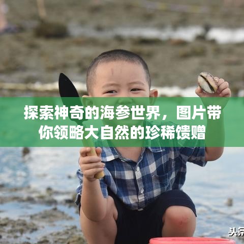 探索神奇的海参世界，图片带你领略大自然的珍稀馈赠