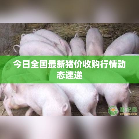 今日全国最新猪价收购行情动态速递