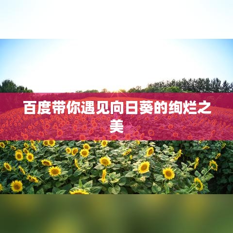 百度带你遇见向日葵的绚烂之美