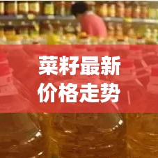 菜籽最新价格走势解析，今日市场动态一网打尽