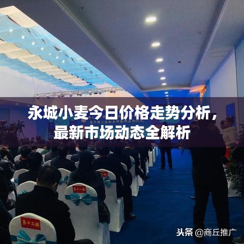 永城小麦今日价格走势分析，最新市场动态全解析