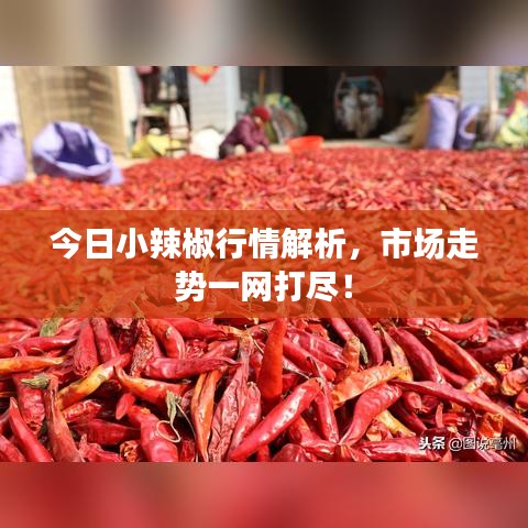 今日小辣椒行情解析，市场走势一网打尽！