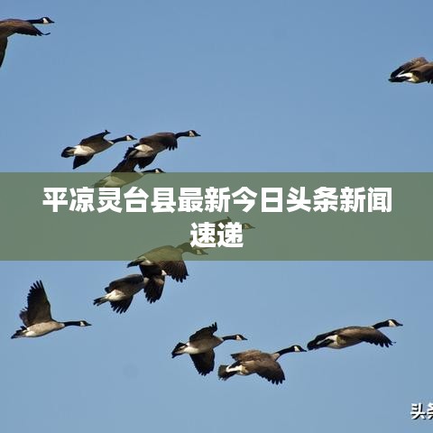 平凉灵台县最新今日头条新闻速递