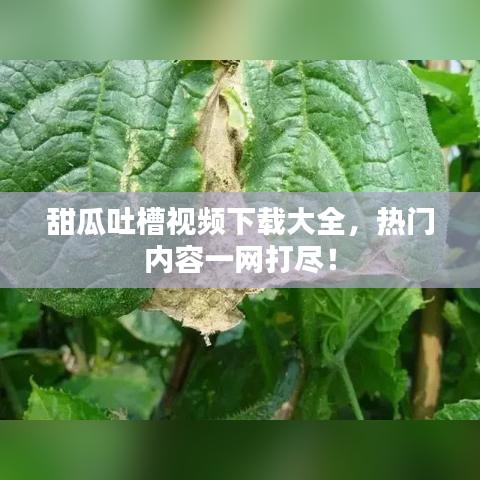 甜瓜吐槽视频下载大全，热门内容一网打尽！