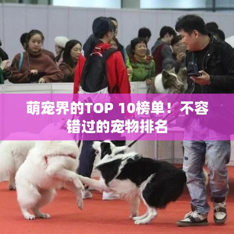 萌宠界的TOP 10榜单！不容错过的宠物排名