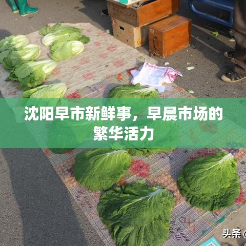 沈阳早市新鲜事，早晨市场的繁华活力