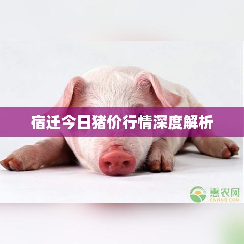 宿迁今日猪价行情深度解析