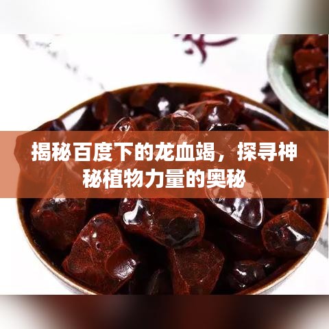 揭秘百度下的龙血竭，探寻神秘植物力量的奥秘