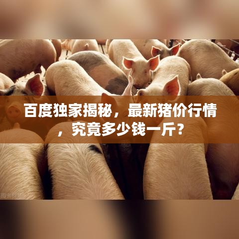 百度独家揭秘，最新猪价行情，究竟多少钱一斤？