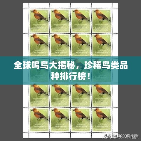 全球鸣鸟大揭秘，珍稀鸟类品种排行榜！