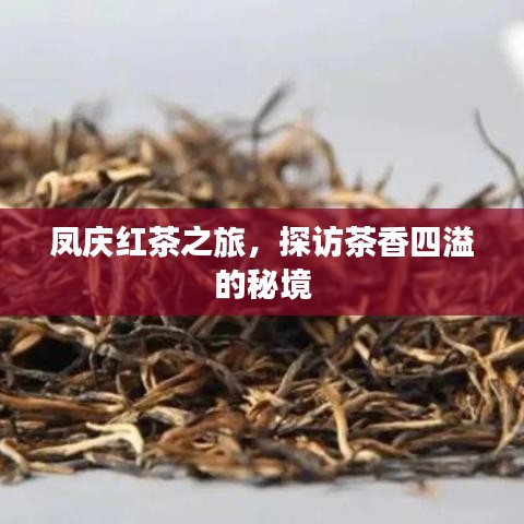 凤庆红茶之旅，探访茶香四溢的秘境