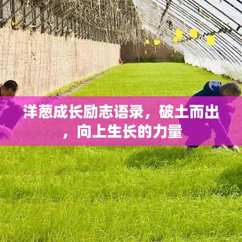 洋葱成长励志语录，破土而出，向上生长的力量