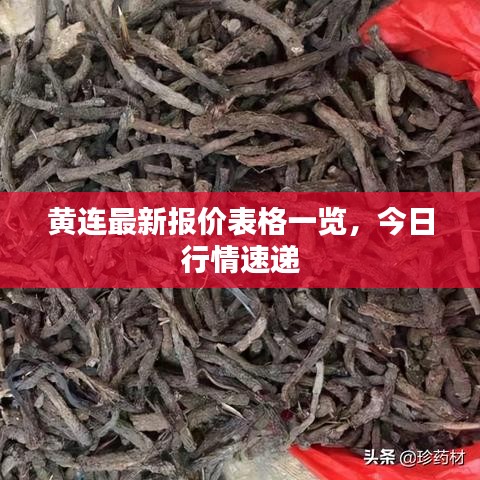 黄连最新报价表格一览，今日行情速递