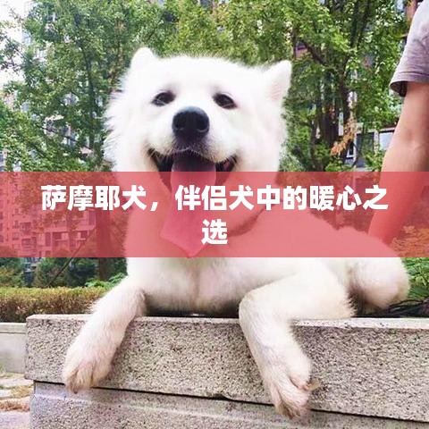 萨摩耶犬，伴侣犬中的暖心之选