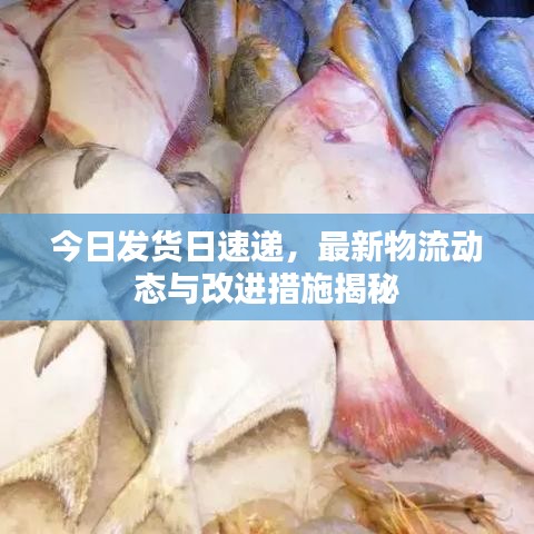 今日发货日速递，最新物流动态与改进措施揭秘