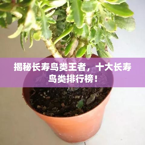 揭秘长寿鸟类王者，十大长寿鸟类排行榜！