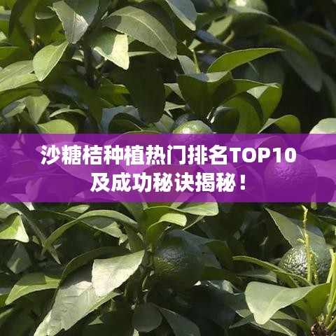 沙糖桔种植热门排名TOP10及成功秘诀揭秘！