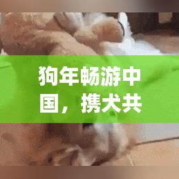 狗年畅游中国，携犬共享美好旅行攻略
