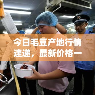 今日毛豆产地行情速递，最新价格一览