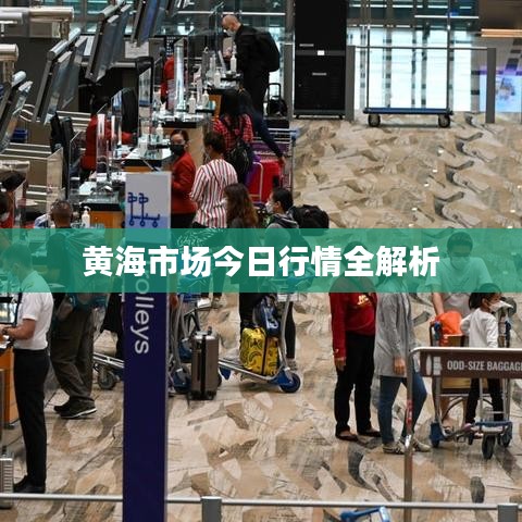 黄海市场今日行情全解析