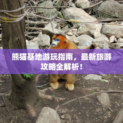 熊猫基地游玩指南，最新旅游攻略全解析！