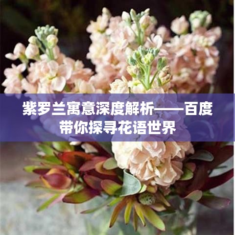 紫罗兰寓意深度解析——百度带你探寻花语世界
