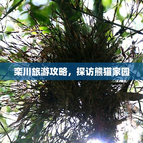 栾川旅游攻略，探访熊猫家园