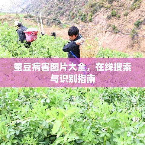 蚕豆病害图片大全，在线搜索与识别指南