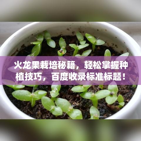 火龙果栽培秘籍，轻松掌握种植技巧，百度收录标准标题！
