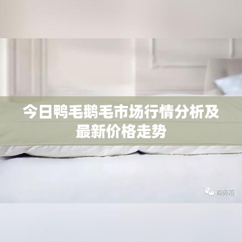 今日鸭毛鹅毛市场行情分析及最新价格走势