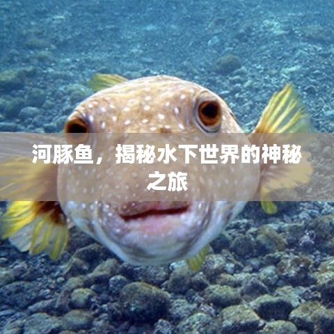 河豚鱼，揭秘水下世界的神秘之旅