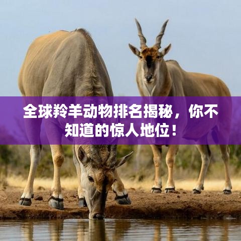 全球羚羊动物排名揭秘，你不知道的惊人地位！