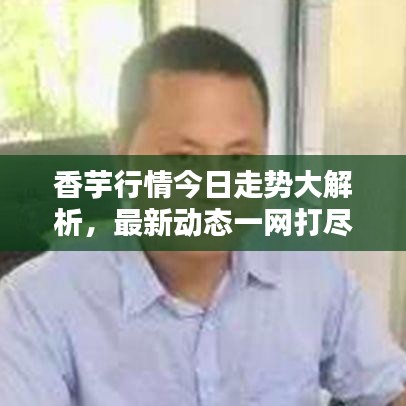 香芋行情今日走势大解析，最新动态一网打尽
