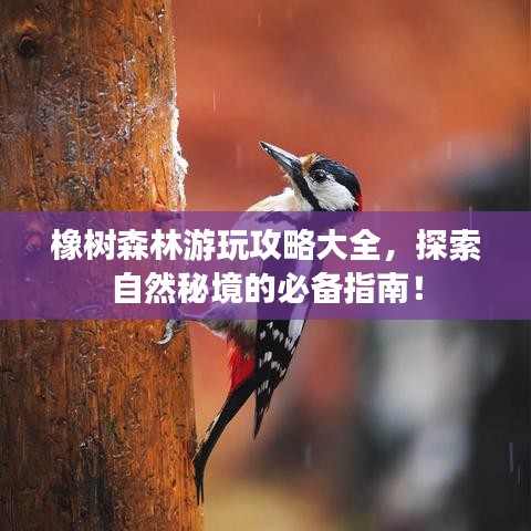 橡树森林游玩攻略大全，探索自然秘境的必备指南！