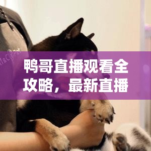 鸭哥直播观看全攻略，最新直播平台一网打尽！