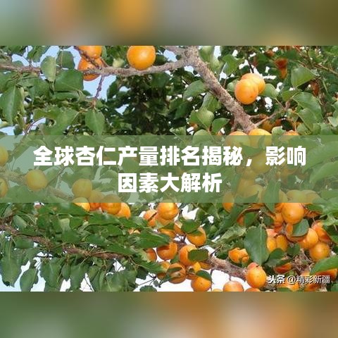 全球杏仁产量排名揭秘，影响因素大解析