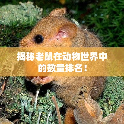 揭秘老鼠在动物世界中的数量排名！