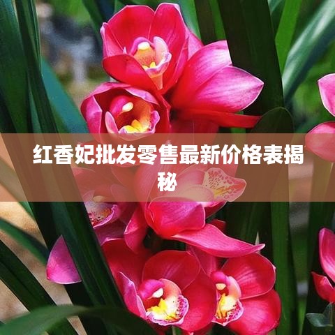 红香妃批发零售最新价格表揭秘