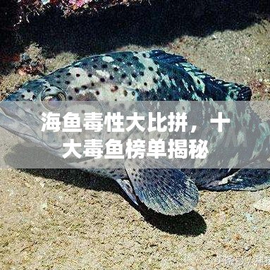海鱼毒性大比拼，十大毒鱼榜单揭秘