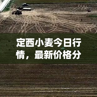 定西小麦今日行情，最新价格分析与趋势解读