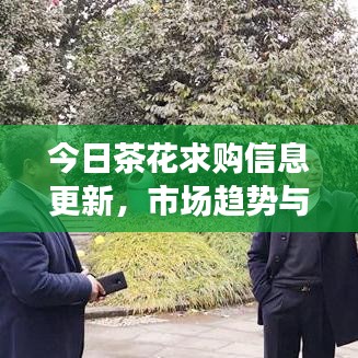 今日茶花求购信息更新，市场趋势与品质选择深度解析