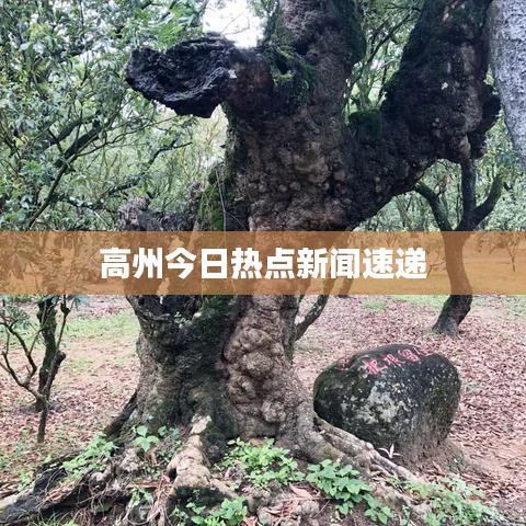 高州今日热点新闻速递