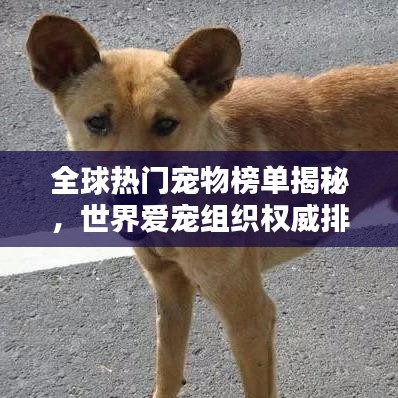 全球热门宠物榜单揭秘，世界爱宠组织权威排名！