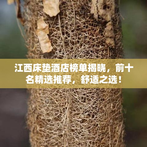 江西床垫酒店榜单揭晓，前十名精选推荐，舒适之选！