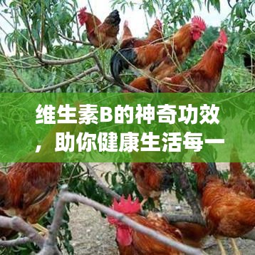 维生素B的神奇功效，助你健康生活每一天！